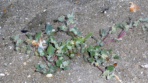 Atriplex laciniata, photograph 4