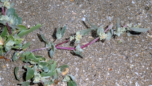 Atriplex laciniata, photograph 5