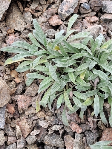 Phacelia hastata, photograph 3
