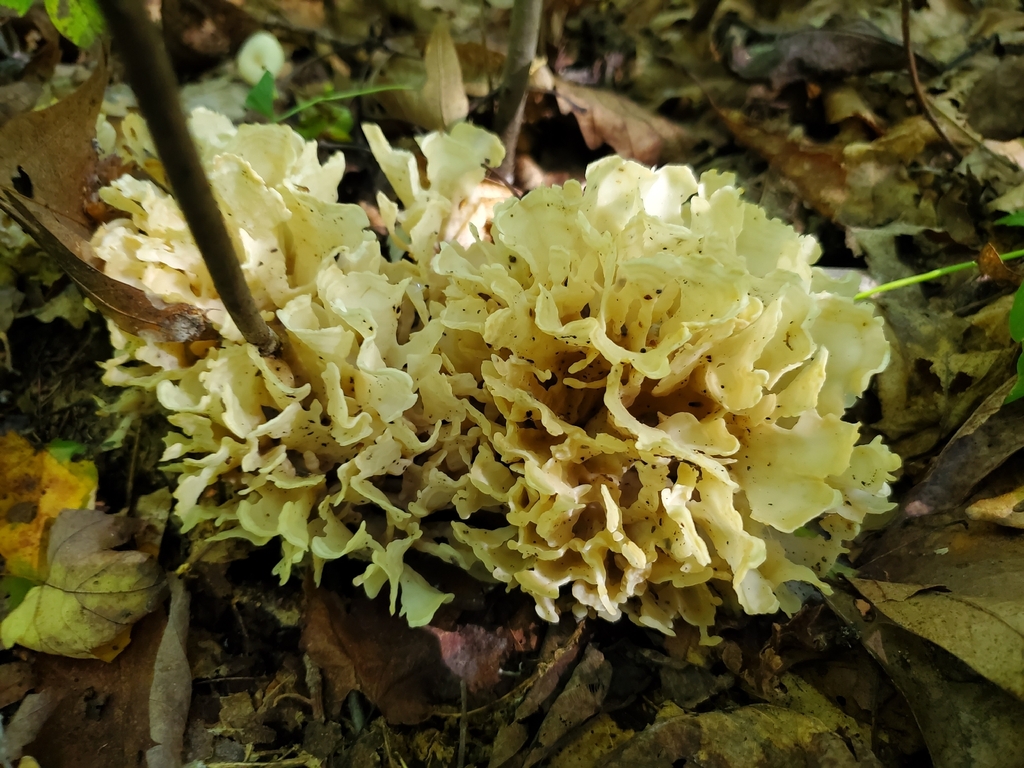 Eastern cauliflower mushroom · September 2026 · photo: Photo: no rights reserved · iNaturalist