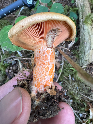 Salmon milkcap