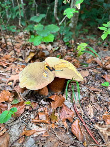 Lurid Bolete