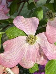Cornus florida rubra