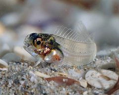 Parablennius postoculomaculatus