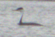 Western Grebe