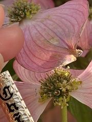 Cornus florida rubra