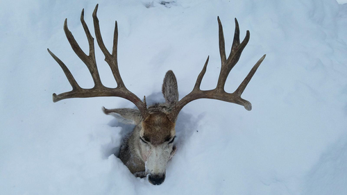 Rocky Mountain Mule Deer photographed in Idaho
