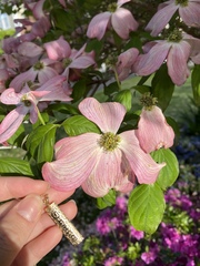 Cornus florida rubra