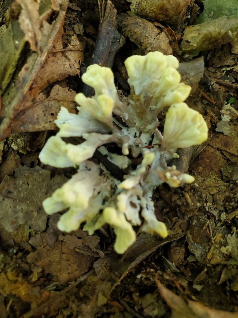 Thelephora vialis · September 2026 · photo: Photo: no rights reserved · iNaturalist