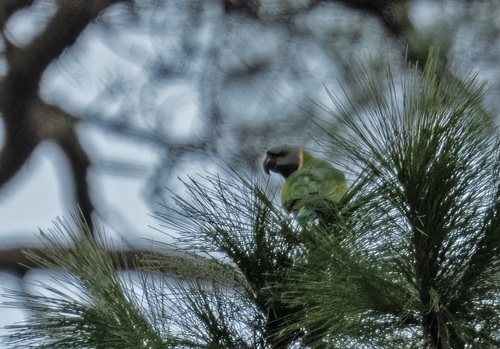 Derbyan Parakeet