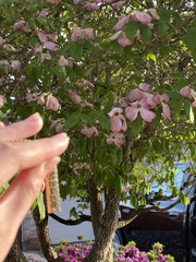 Cornus florida rubra