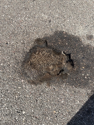 Northern White-breasted Hedgehog