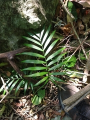 Chamaedorea elegans