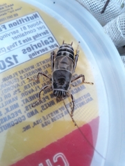 Cyphoderris