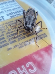 Cyphoderris
