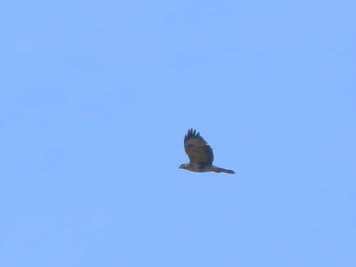Common Buzzard
