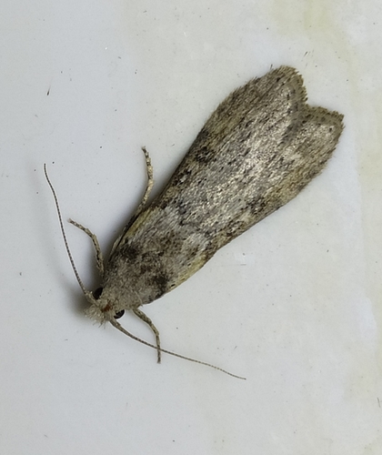 Theresian Moth