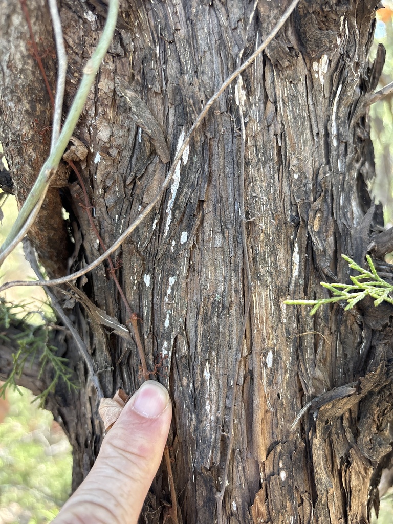 Dendrothele nivosa · September 2026 · photo: Photo: (c) Sam Kieschnick, some rights reserved (CC BY) · iNaturalist