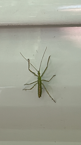 Pale Green Assassin Bug