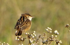 Cisticola ayresii