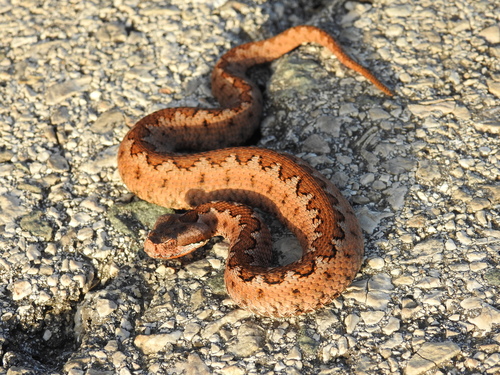 Lataste's Viper, Andalucía, ES, photo 4 of 10