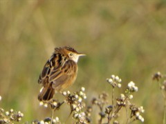 Cisticola ayresii