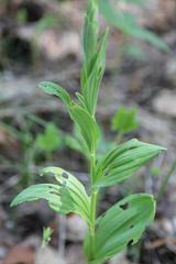 Polygonatum humile