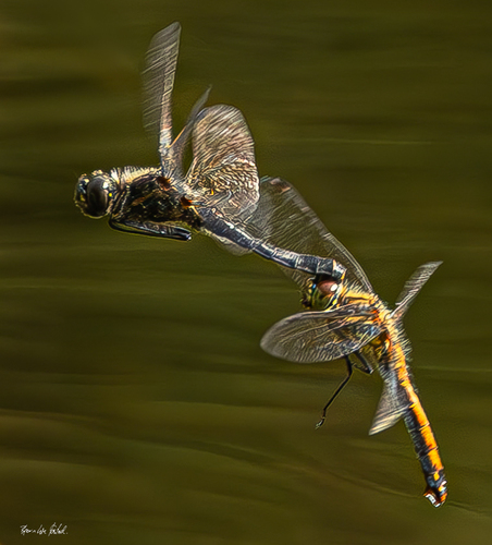 Black Meadowhawk