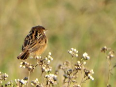 Cisticola ayresii