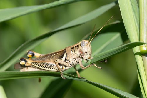 Differential Grasshopper