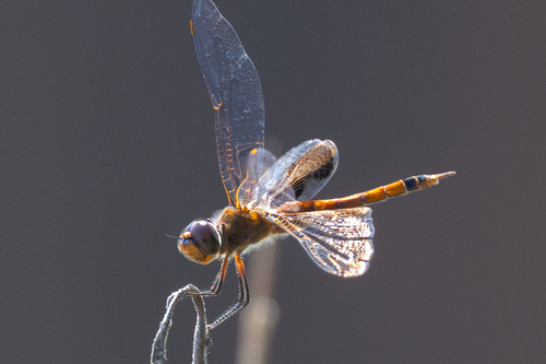 Carolina Saddlebags