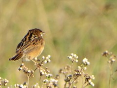 Cisticola ayresii
