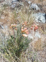 Astragalus curtipes