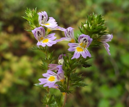 Common Eyebright