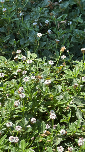 Western Honey Bee