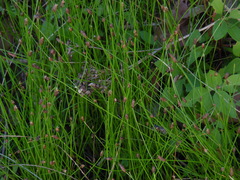 Eleocharis geniculata