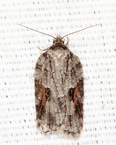 Acleris ptychogrammos · iNaturalist