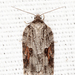 Acleris ptychogrammos - Photo (c) Tom Murray, some rights reserved (CC BY-NC), uploaded by Tom Murray