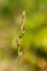 Carex deflexa boottii