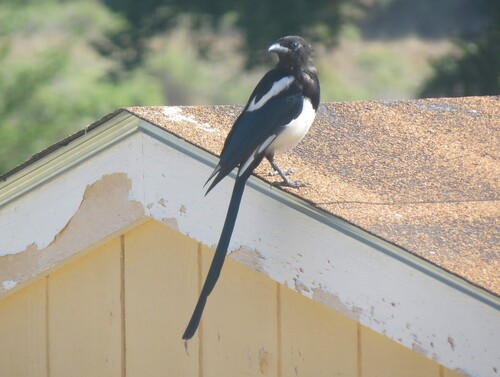 Black-billed Magpie