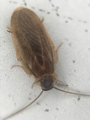 Compsodes schwarzi