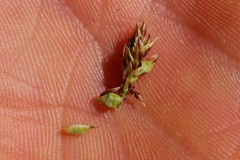 Carex deflexa boottii