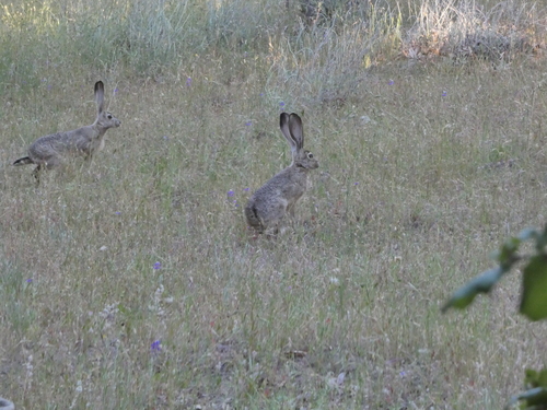 iNaturalist observation photo of Black-tailed Jackrabbit