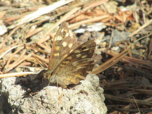 Speckled Wood