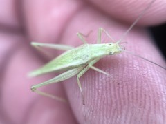 Oecanthus celerinictus