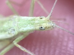 Oecanthus celerinictus