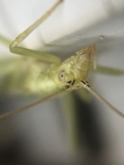Oecanthus celerinictus