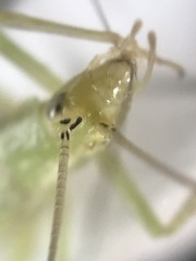 Oecanthus celerinictus