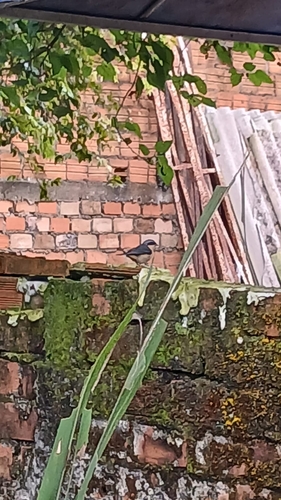 Fawn-breasted Tanager