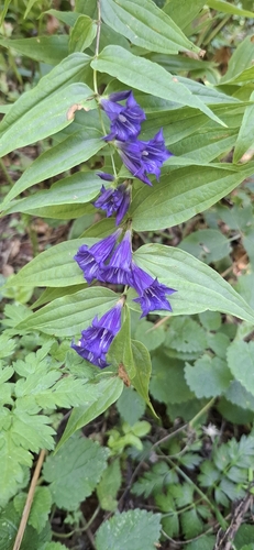 willow gentian